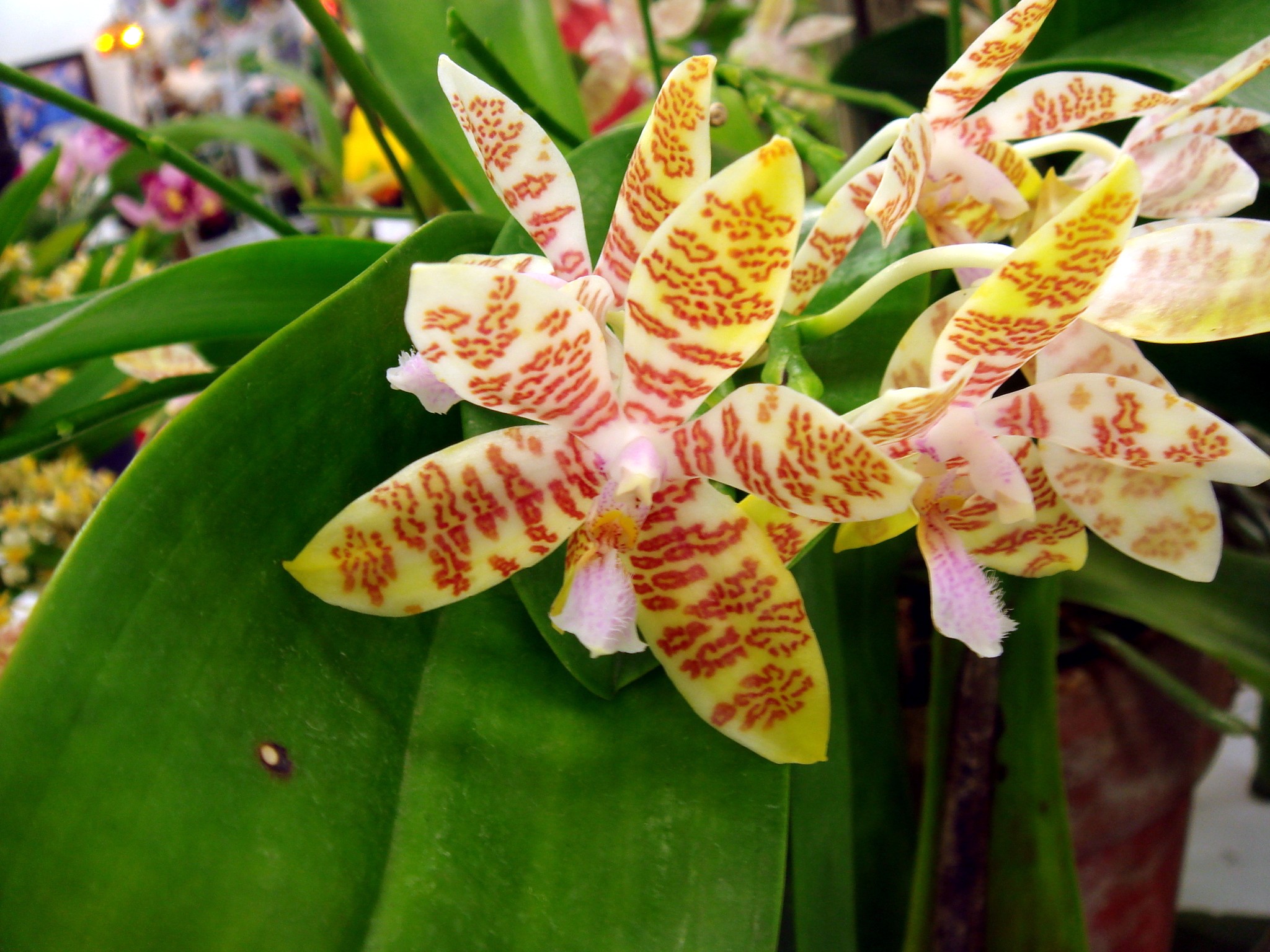 Phalaenopsis hieroglyphica (Reichenbach f.) Sweet